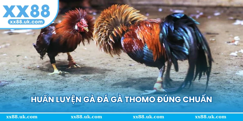 Huấn luyện gà đá gà thomo đúng chuẩn