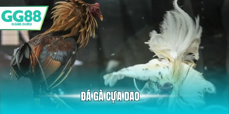 Đá Gà Cựa Dao – Trải Nghiệm Cá Cược Đầy Kịch Tính Và Hấp Dẫn 8 đá gà cựa dao