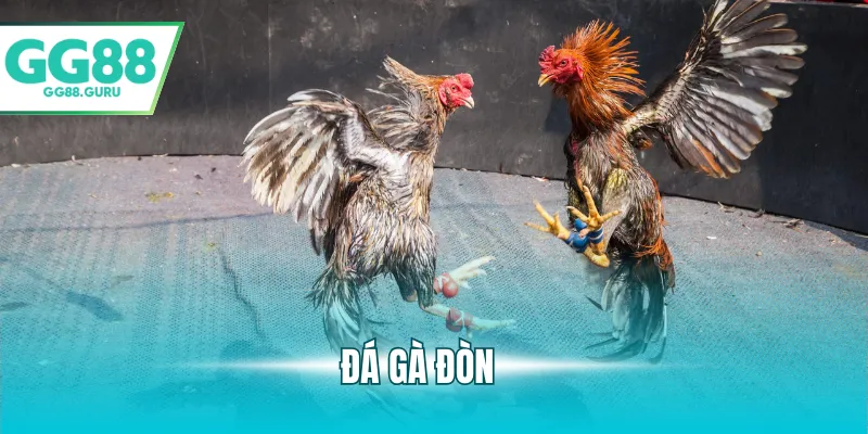 Đá Gà Đòn Và Những Điểm Nổi Bật Thu Hút Người Chơi 7 đá gà đòn