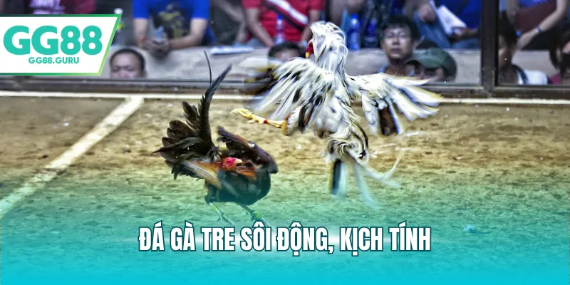 Đá gà tre sôi động, kịch tính